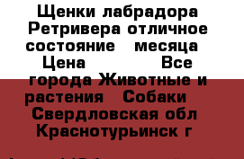 Щенки лабрадора Ретривера отличное состояние 2 месяца › Цена ­ 30 000 - Все города Животные и растения » Собаки   . Свердловская обл.,Краснотурьинск г.